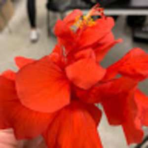 Meet your Posher, Adriana